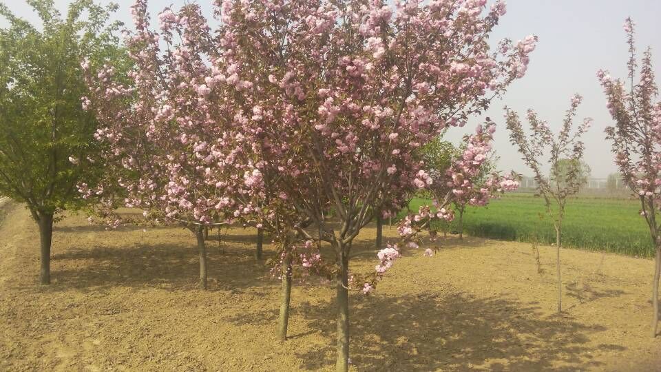 ɽ��ӣ�� 2015051102