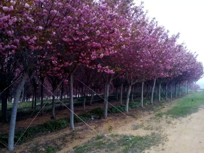 ɽ��ӣ�� 2015051105