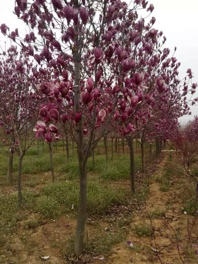 ɽ��ӣ�� 2015051106