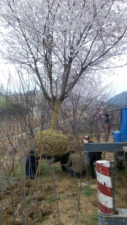 ɽ��ӣ�� 2015051107