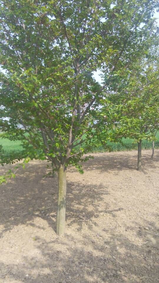 ɽ��ӣ�� 2015051108