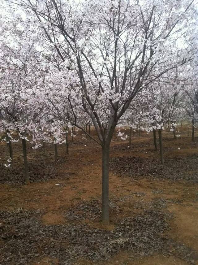 ɽ��ӣ�� 2015051109